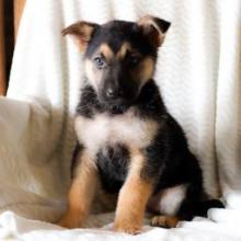 Puppies for sale german shepherd dog - United Kingdom, Lancashire