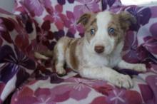 Puppies for sale australian shepherd - Poland, Chorzow