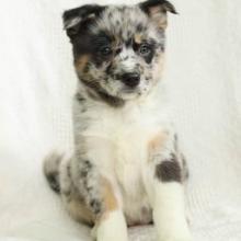 Puppies for sale mixed breed - United Kingdom, Birmingham