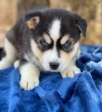 Puppies for sale , pomsky - Hungary, Pech