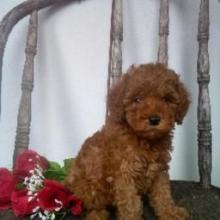 Puppies for sale poodle - United Kingdom, Oxford