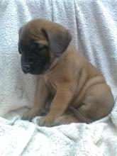 Puppies for sale bullmastiff - Ireland, Cork