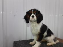 Puppies for sale king charles spaniel - Ireland, Dublin