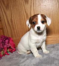 Puppies for sale other breed - Poland, Radom