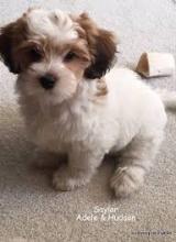 Puppies for sale havanese - Estonia, Sillamyae