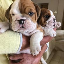 Puppies for sale english bulldog - Estonia, Sillamyae