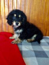 Puppies for sale other breed - Poland, Czestochowa