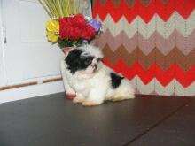 Puppies for sale shih tzu - Greece, Thessaloniki