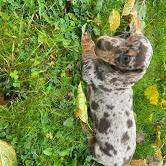 Puppies for sale dachshund - Italy, Bergamo