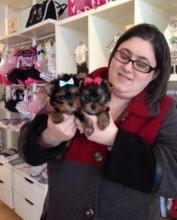 Buy a dog yorkshire terrier - Germany, Dortmund