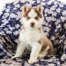 Puppies for sale other breed - Ireland, Dublin