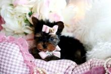 Puppies for sale yorkshire terrier - Germany, Dortmund