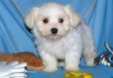 Puppies for sale maltese - Germany, Aihvald