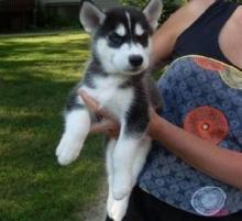 Puppies for sale haski - Germany, Dortmund