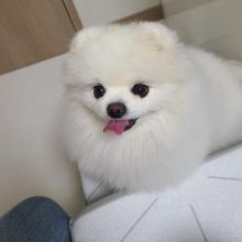 Puppies for sale pomeranian spitz - United Kingdom, Glasgow