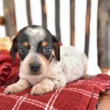 Puppies for sale dachshund - United Kingdom, Ullapool