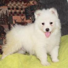 Puppies for sale other breed - Greece, Patra