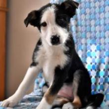 Puppies for sale bearded collie - United Kingdom, Aberdeen