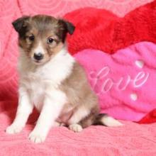 Puppies for sale sheltie (shetland sheepdog) - Poland, Warsaw