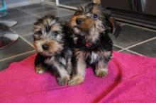 Puppies for sale yorkshire terrier - Austria, Linz