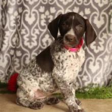 Puppies for sale german longhaired pointer - United Kingdom, Dundee