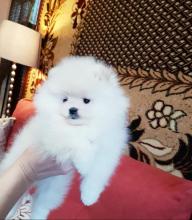 Puppies for sale pomeranian spitz - Germany, Dortmund