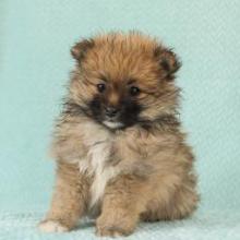 Puppies for sale pomeranian spitz - Greece, Larissa