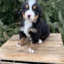 Puppies for sale bernese mountain dog - United Kingdom, Edinburgh