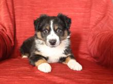 Puppies for sale australian shepherd - Greece, Patra