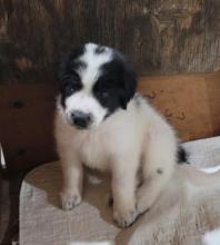 Puppies for sale pekinese - Greece, Larissa