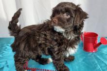 Puppies for sale , havapoo - Turkmenistan, Dashoguz