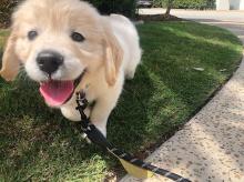 Puppies for sale golden retriever - Greece, Athens