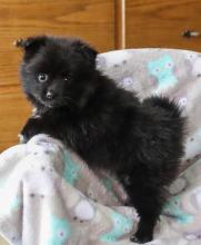 Puppies for sale pomeranian spitz - Poland, Bielsko-Biala