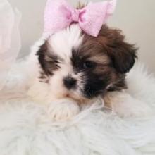 Puppies for sale shih tzu - United Kingdom, Derby