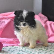 Puppies for sale pomeranian spitz - United Kingdom, Norfolk Island