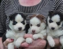 Puppies for sale haski - Germany, Dortmund
