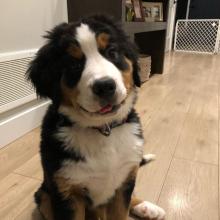 Puppies for sale bernese mountain dog - Slovenia, Maribor