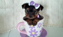 Puppies for sale yorkshire terrier - Germany, Dortmund