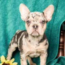 Puppies for sale french bulldog - United Kingdom, Maine