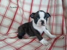 Puppies for sale boston terrier - Poland, Grudenets