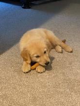 Puppies for sale golden retriever - France, Paris