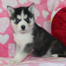 Puppies for sale other breed - United Kingdom, Blackpool