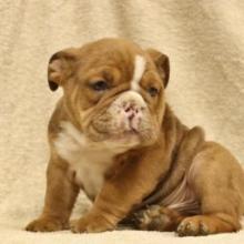 Puppies for sale english bulldog - United Kingdom, Bradford