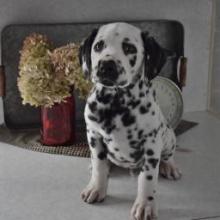 Puppies for sale dalmatian - United Kingdom, Perth