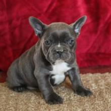 Puppies for sale french bulldog - United Kingdom, Rugby