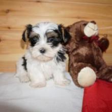 Puppies for sale mixed breed - Poland, Bytom