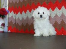 Puppies for sale mixed breed - Greece, Piraeus