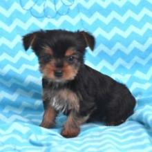 Puppies for sale yorkshire terrier - United Kingdom, Blackburn