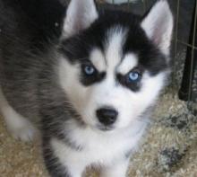 Puppies for sale haski - Germany, Dortmund