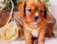 Puppies for sale king charles spaniel - Poland, Grudenets